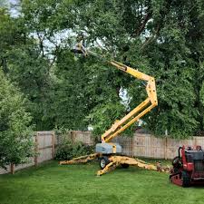 How Our Tree Care Process Works  in  New Albany, MS